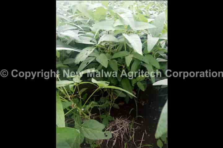 botanical treatment for chilli leaf curl